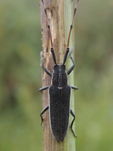 Agapanthia zappii